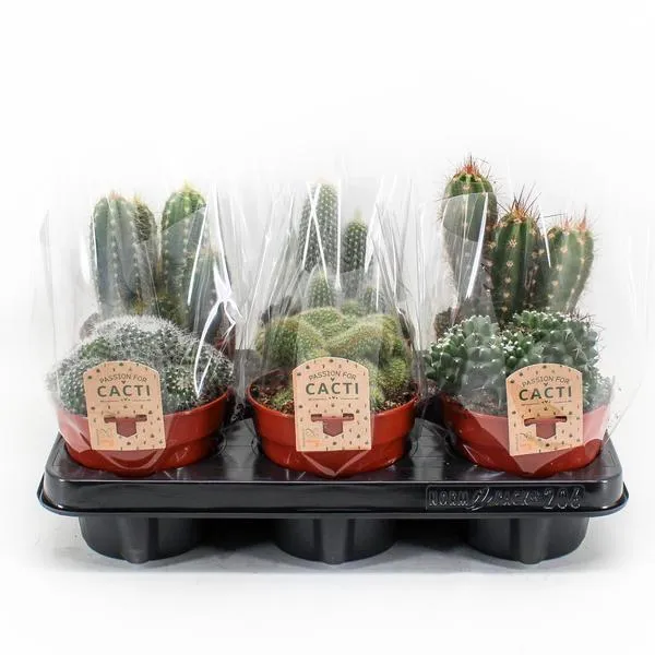 Cactus Mix P12 - 6 stuks