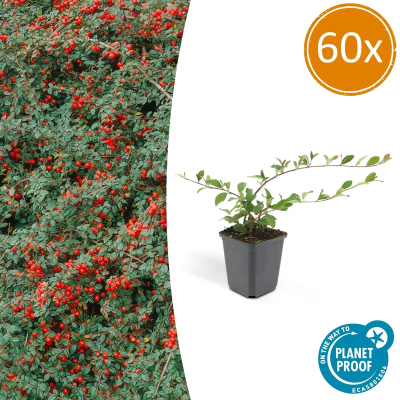 60x Cotoneaster dam. 'Major'