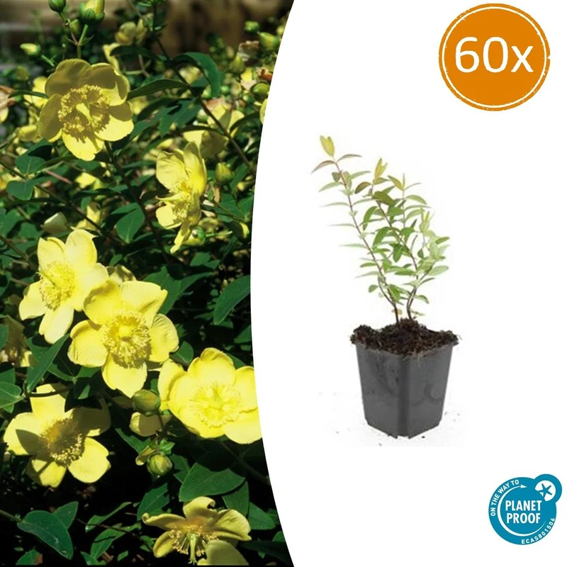 60x Hypericum 'Hidcote'