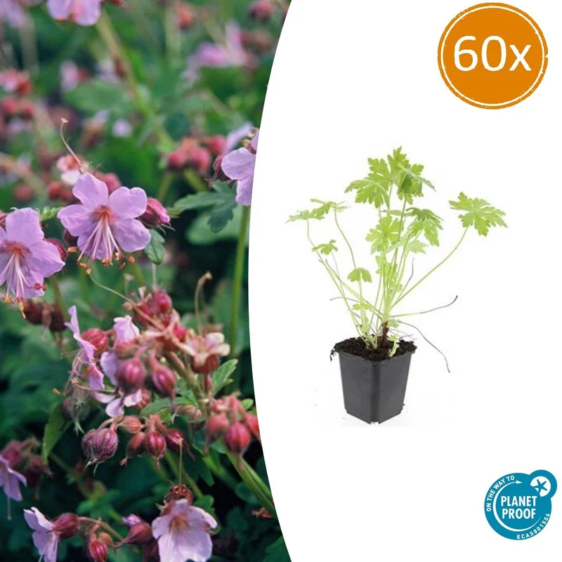 60x Geranium macrorrhizum