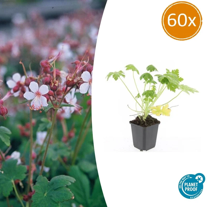 60x Geranium macr. 'Spessart'