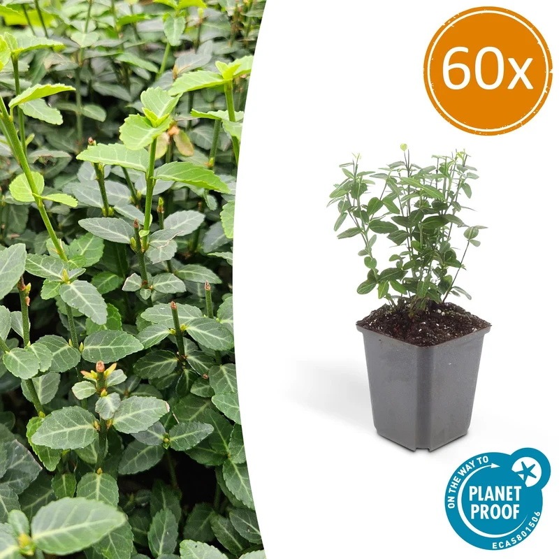 60x Euonymus fortunei radicans
