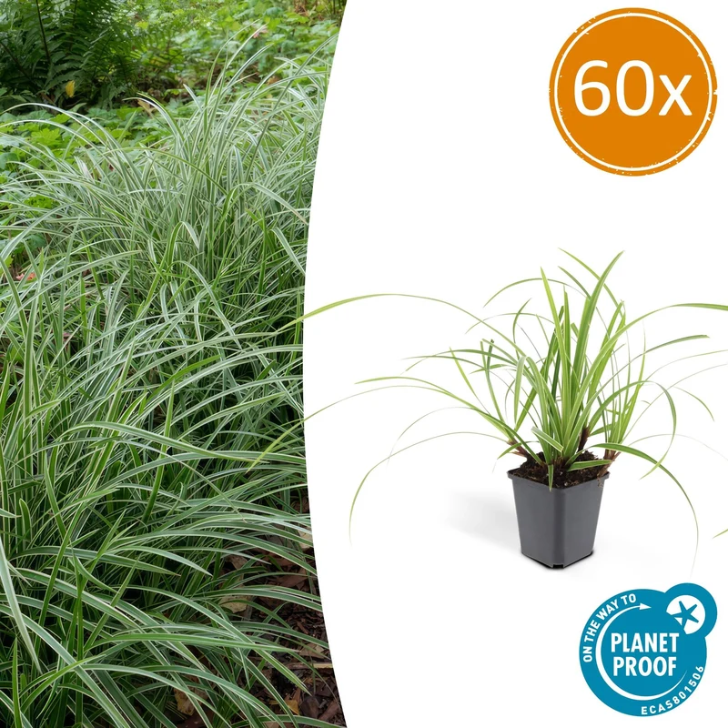 60x Carex morrowii 'Ice Dance'
