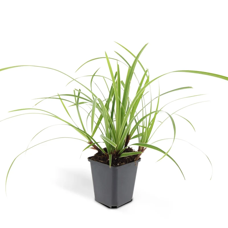 24x Carex morrowii 'Ice Dance'