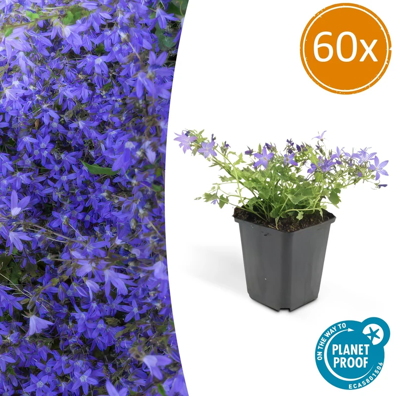60x Campanula poscharskyana 'Stella'