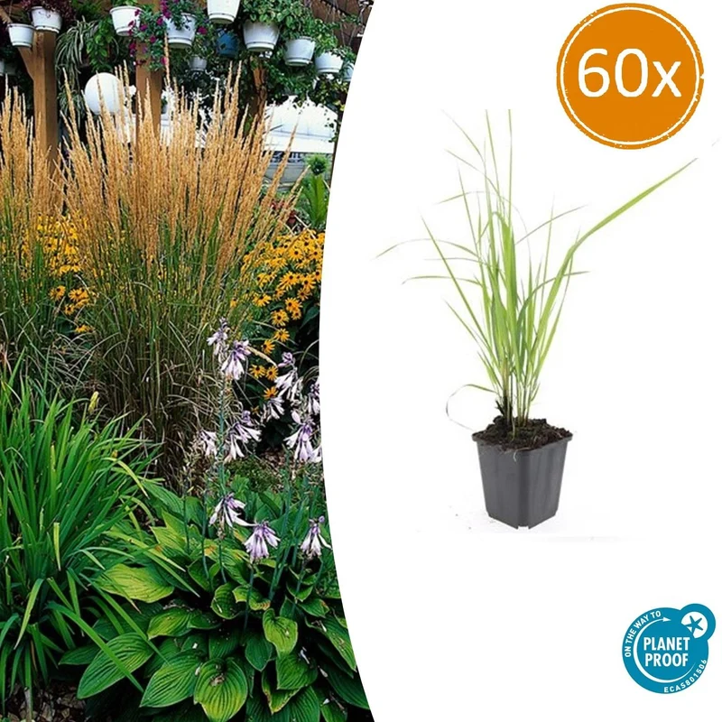 60x Calamagrostis acut. 'Karl Foerster'