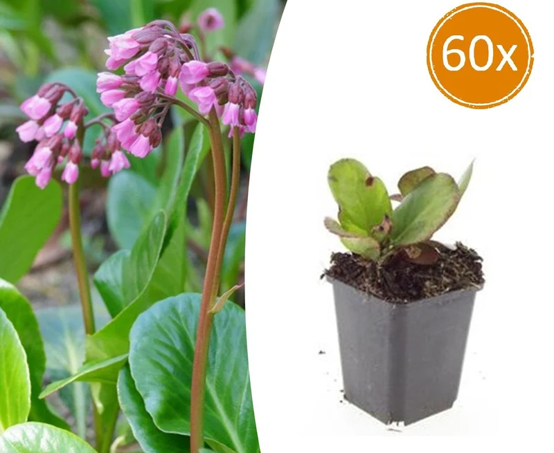 60x Bergenia cordifolia 'Herbstblüte'