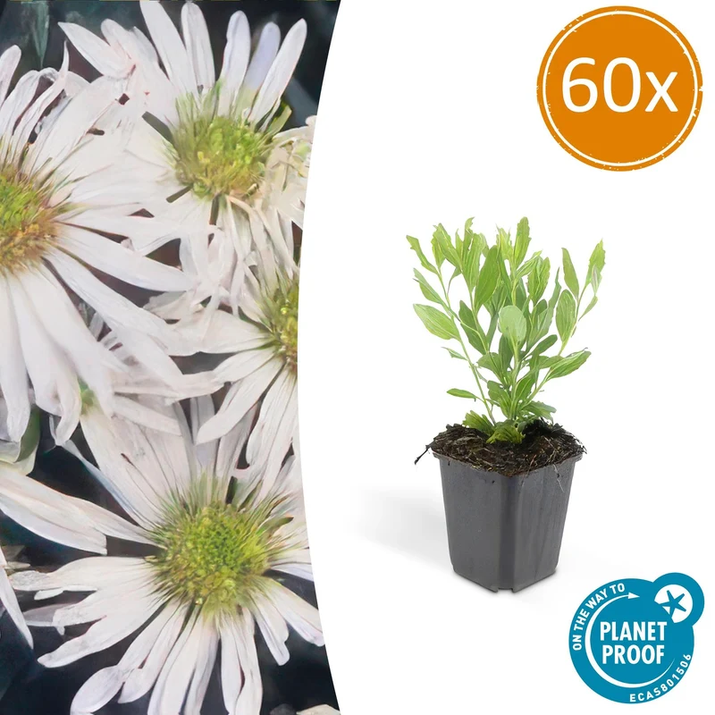 60x Aster ageratoides 'Ashvi'