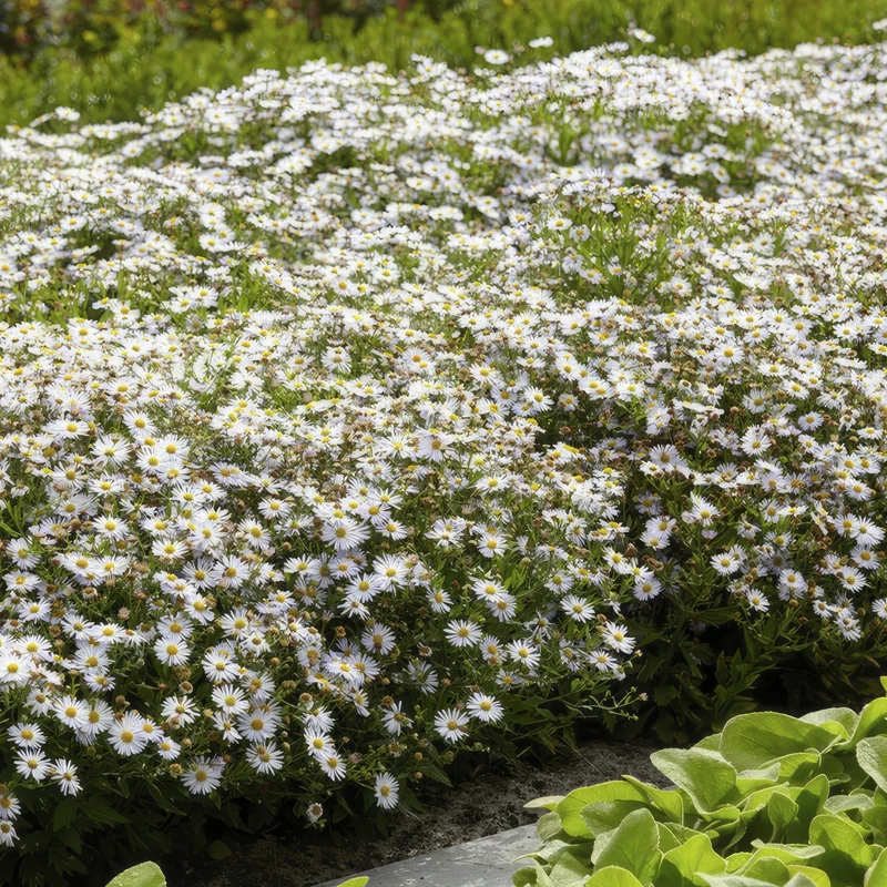 12x Aster ageratoides 'Ashvi'
