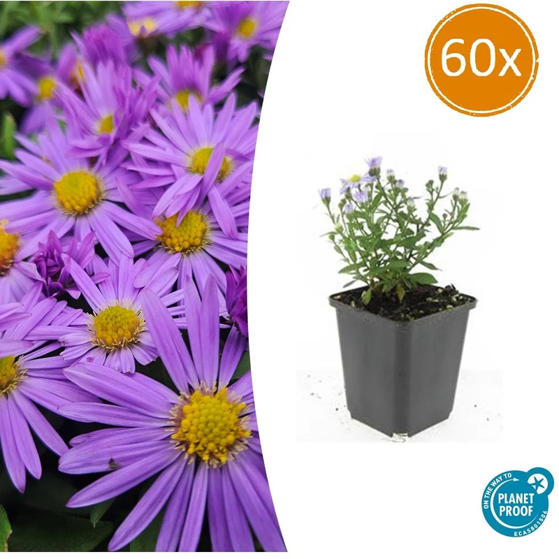 60x Aster (D) 'Prof. Anton Kippenberg'