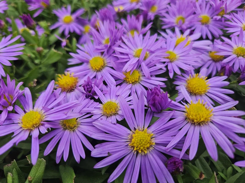 12x Aster (D) 'Prof. Anton Kippenberg'