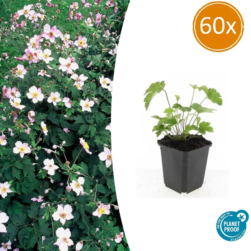 60x Anemone tom. 'Robustissima'