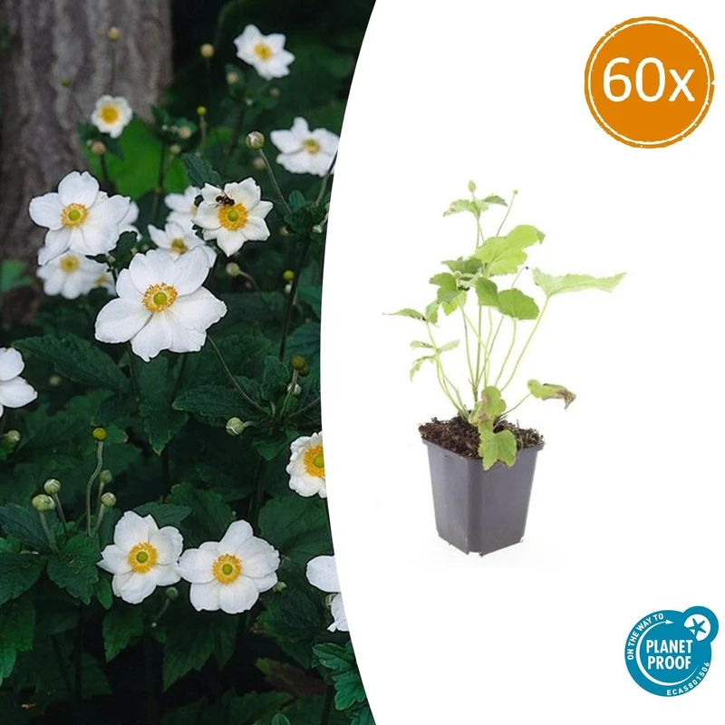 60x Anemone hyb. 'Honorine Jobert'