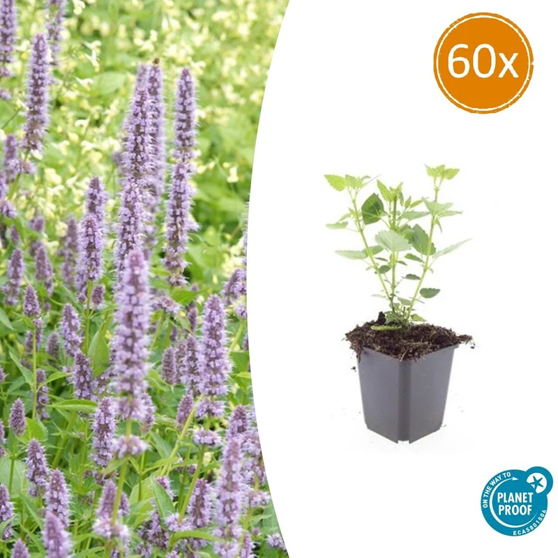 60x Agastache 'Blue Fortune'