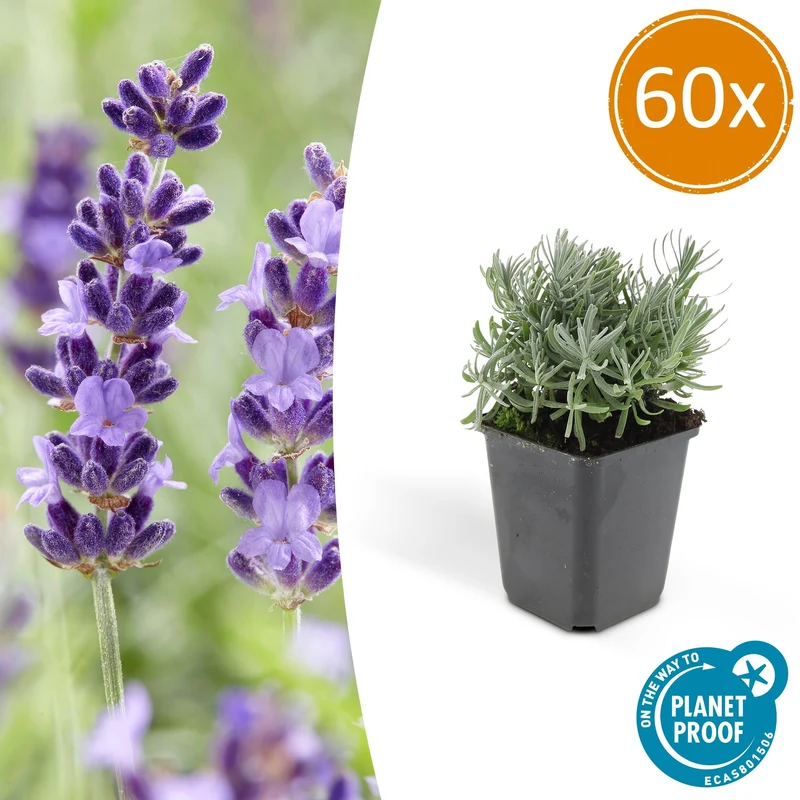 60x Lavandula 'Hidcote'