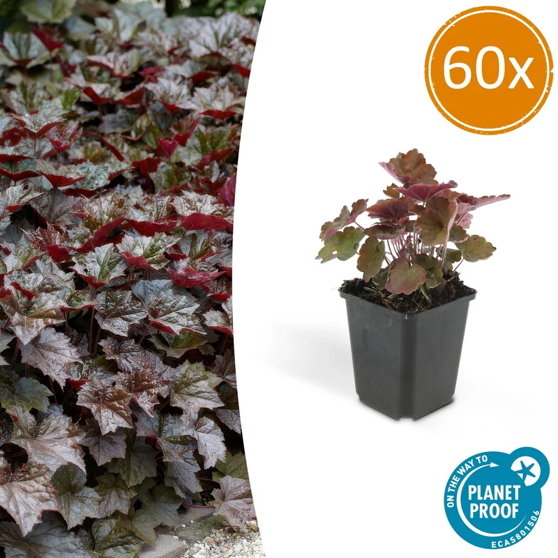 60x Heuchera mic. 'Palace Purple'