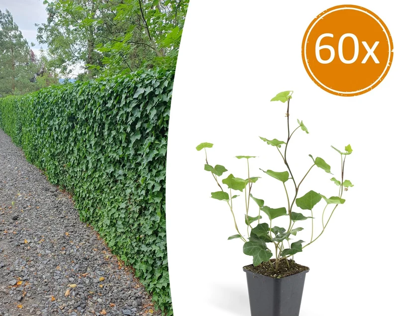60x Hedera Hibernica