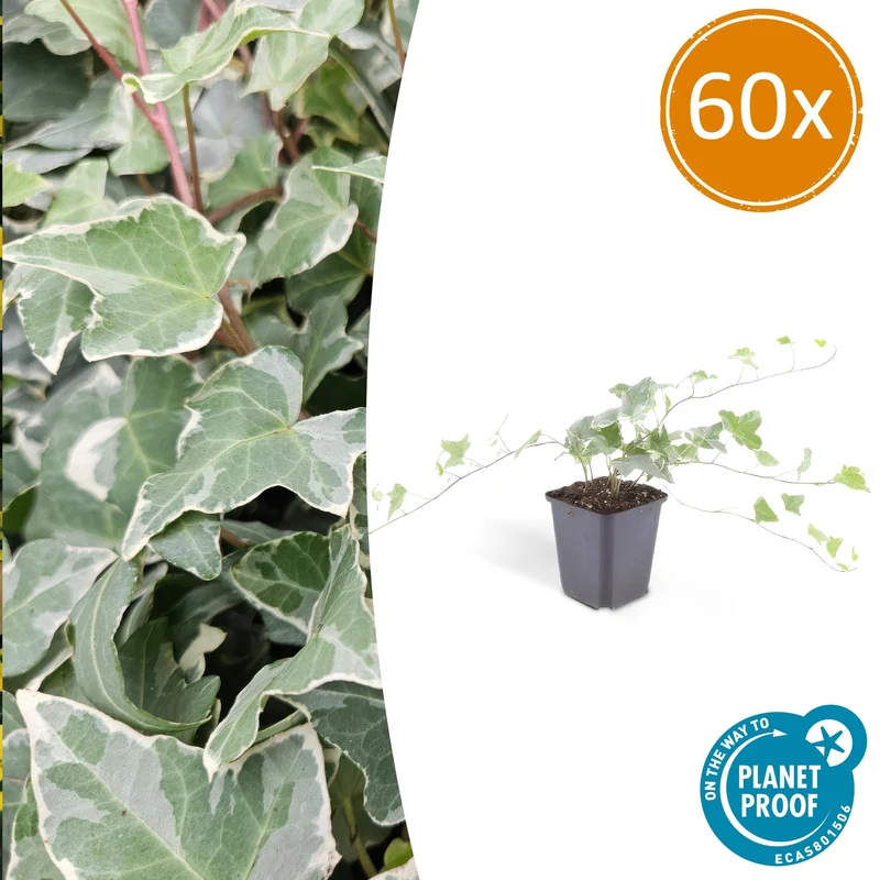 60x Hedera helix 'Glacier'