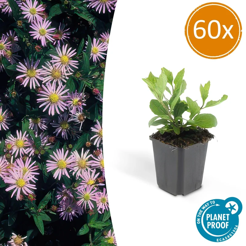 60x Aster ageratoides 'Asran'