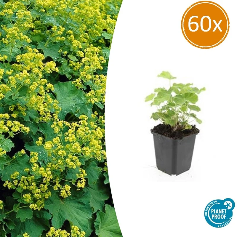 60x Alchemilla mollis