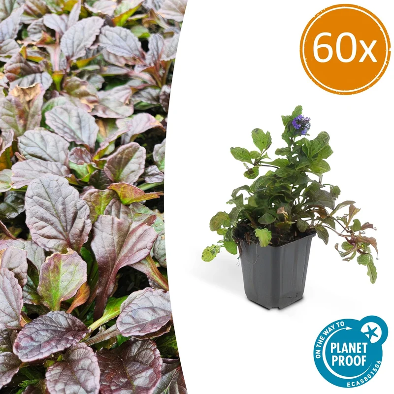 60x Ajuga reptans