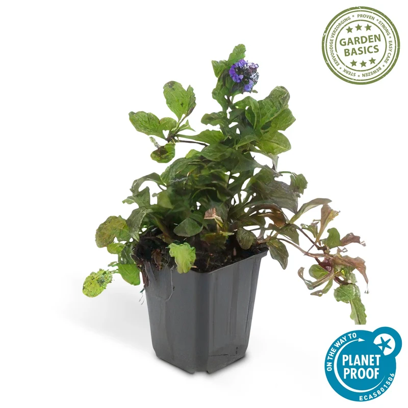 48x Ajuga reptans