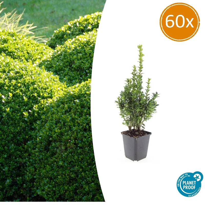 60x Buxus Sempervirens