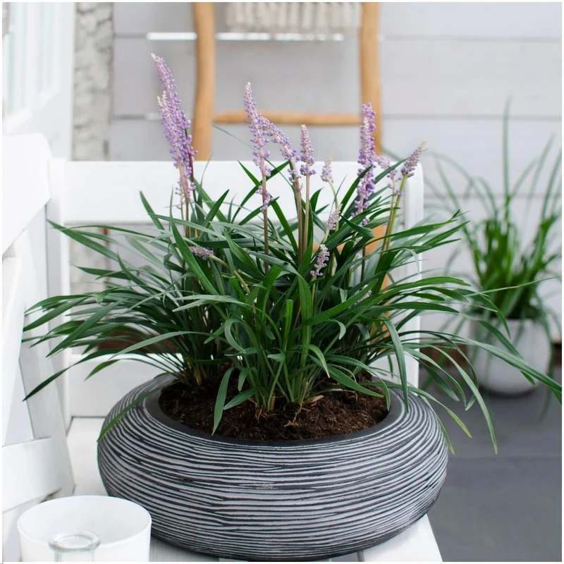 6 x Liriope muscari 'Ingwersen'