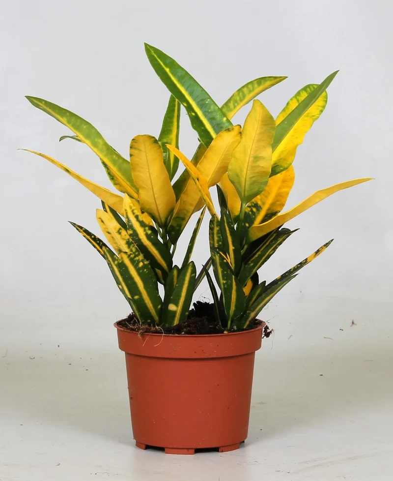 Croton Sunny Star