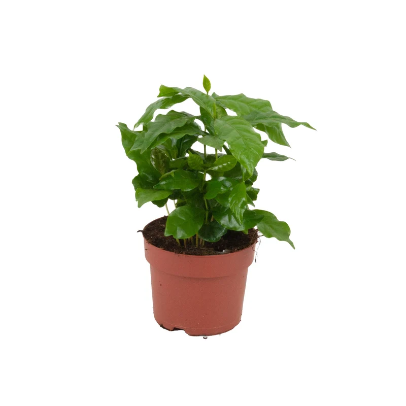 Coffea Arabica