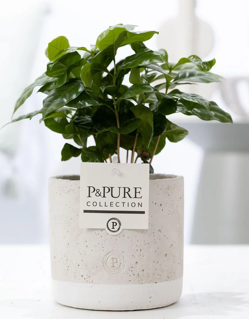 Coffea Arabica In P&PURE Jade Ceramics