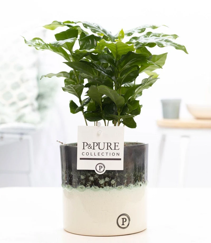 Coffea Arabica In P&PURE Illusion Cer.