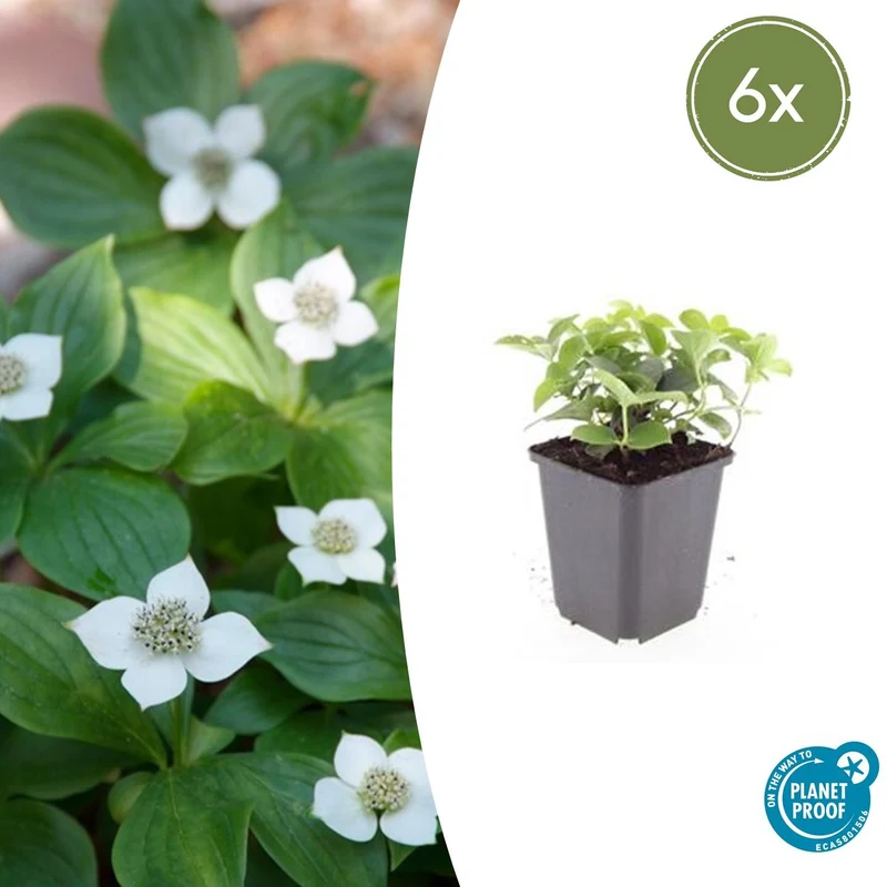 6x Cornus canadensis