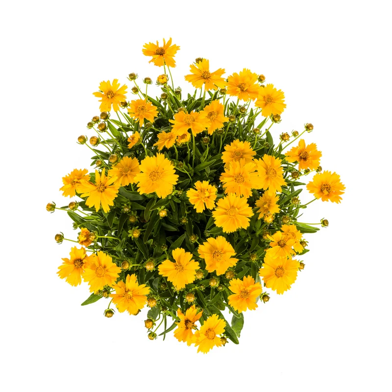 Coreopsis Grandiflora