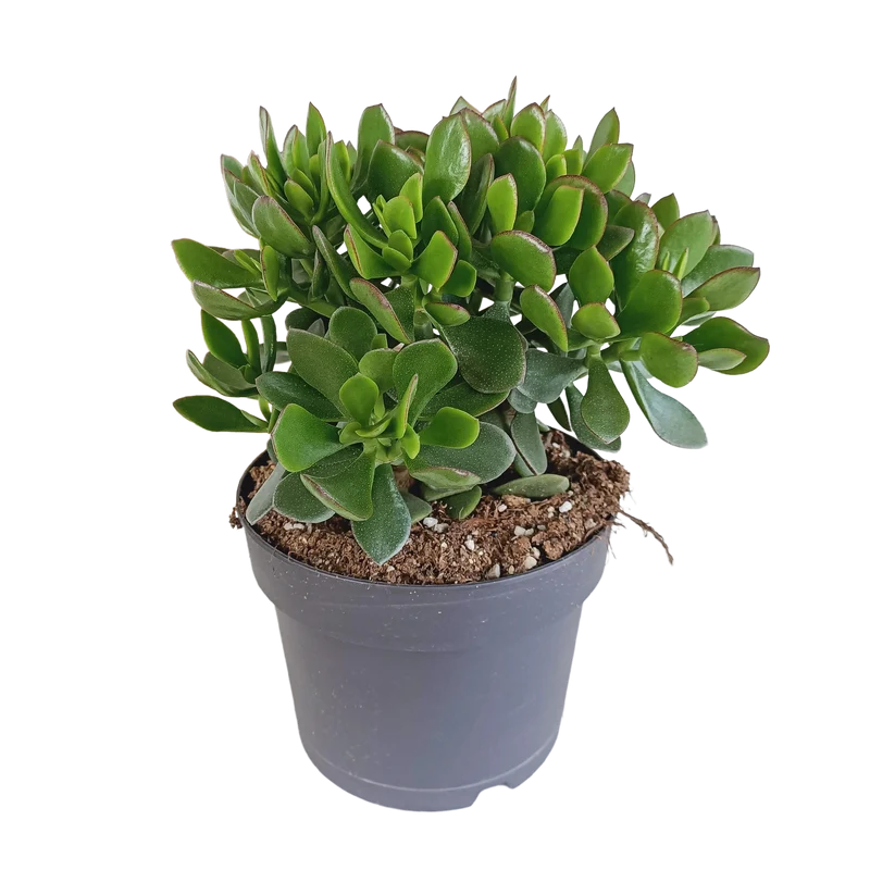 Crassula minova