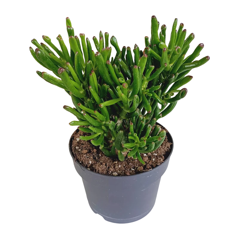 Crassula gollum