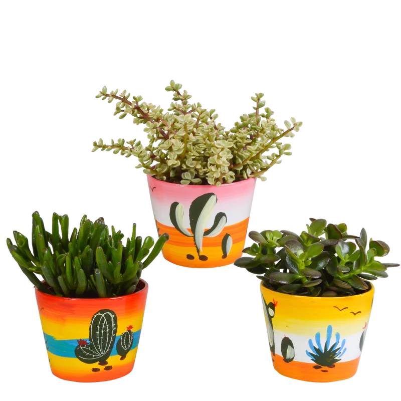 Crassula mix