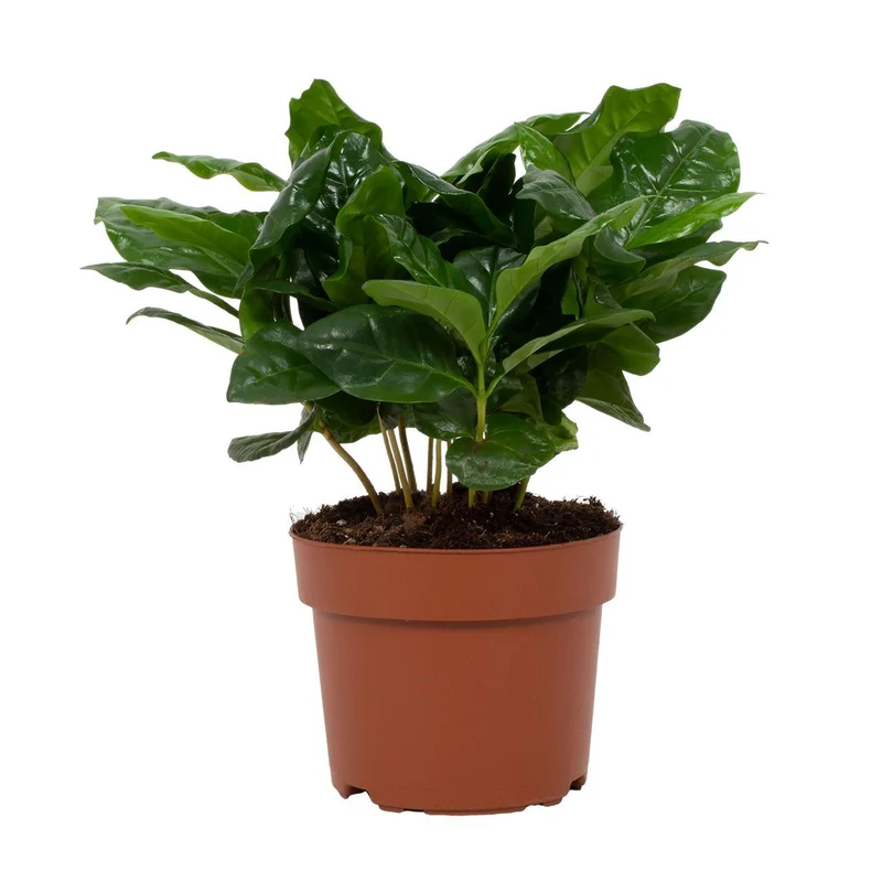 Coffea Arabica