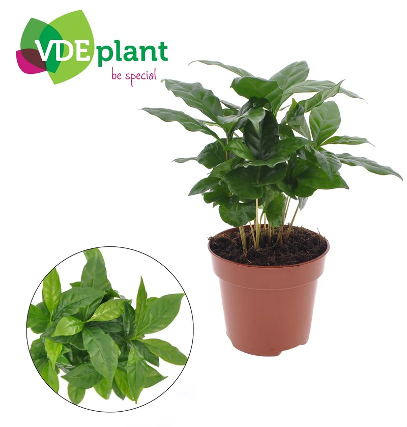 Coffea Arabica