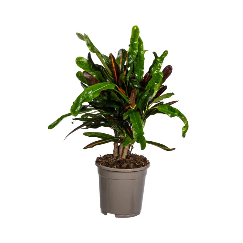 Codiaeum 'Croton' Mamey