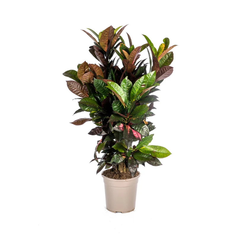Codiaeum 'Croton' Iceton