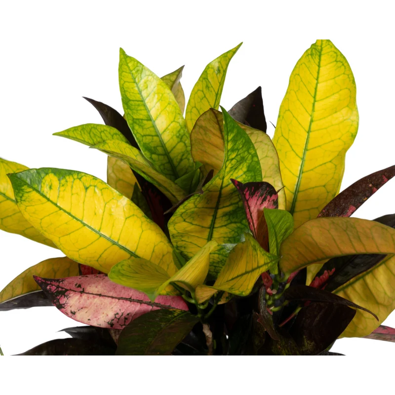 Codiaeum 'Croton' Iceton