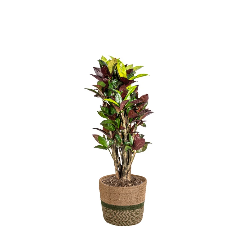 Codiaeum 'Croton' Iceton met mand