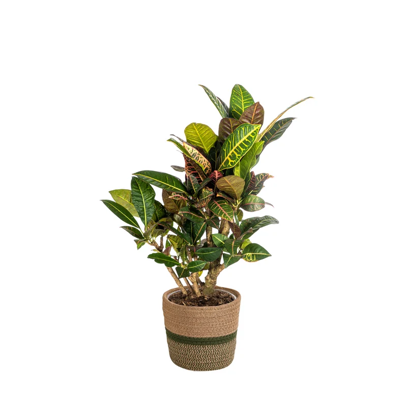 Codiaeum 'Croton' Petra met mand