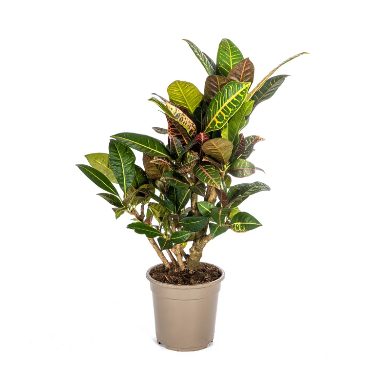 Codiaeum 'Croton' Petra