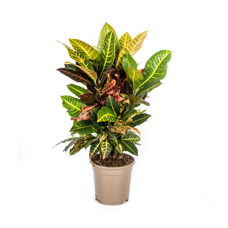 Codiaeum 'Croton' Petra