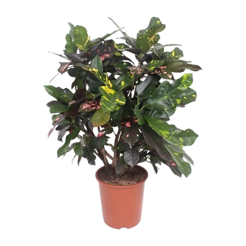 Codiaeum Magnificent (Croton Magnificent)