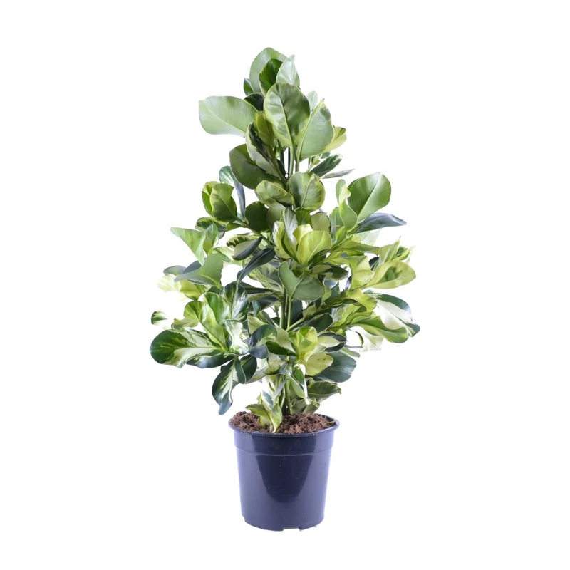 Clusia Rosea White Star