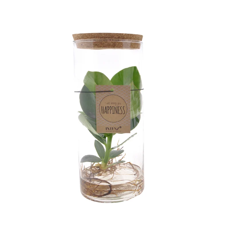 Clusia In Tube Glas M