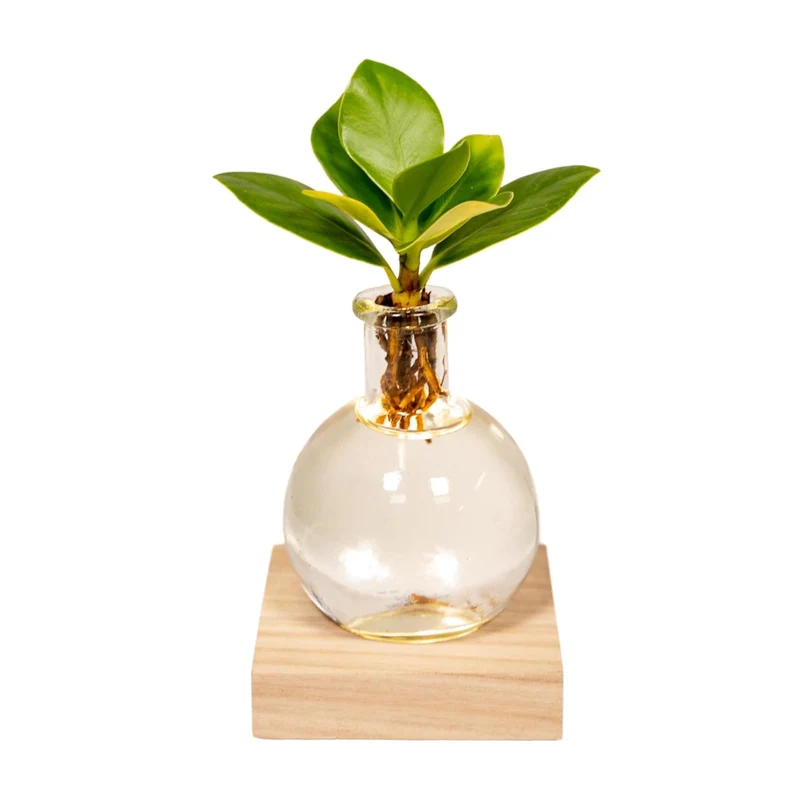 Clusia in Samoa glas met LED verlichting